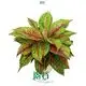 Spathphyllum at Wholesale Prices | Youngplants 1