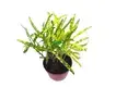  croton codiaeum variegatum  | Youngplants 1