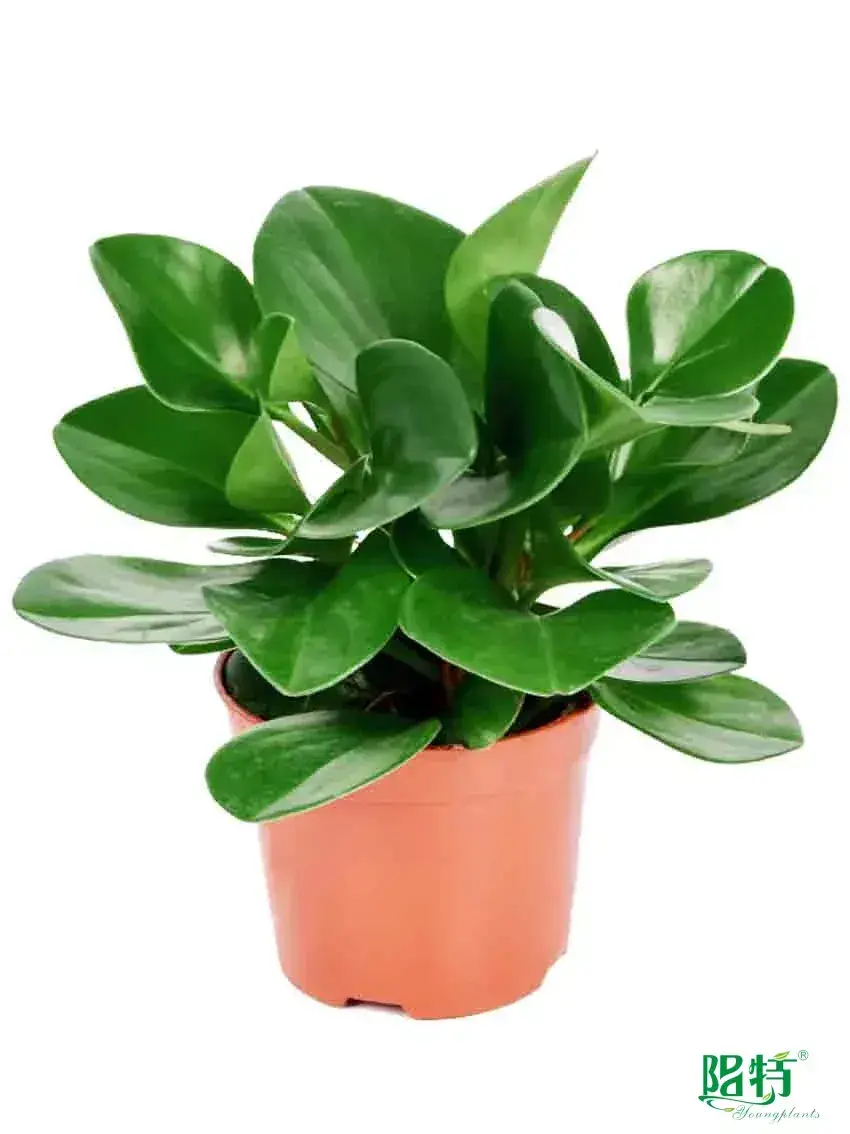 Custom peperomia obtusifolia green  Manufacturer | Youngplants 1