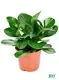 Custom peperomia obtusifolia green  Manufacturer | Youngplants 1