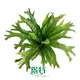 Youngplants |  how to do a tissue culture  1