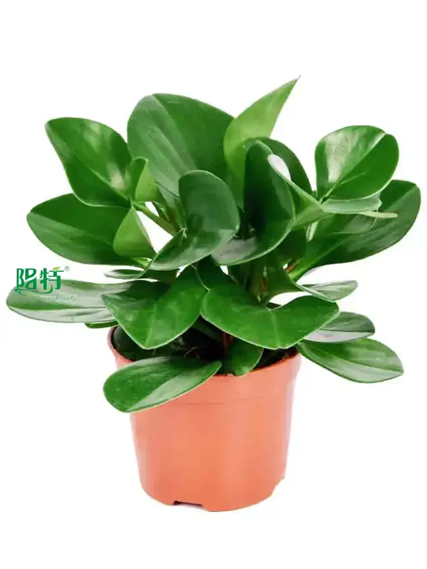 Youngplants |  raindrop peperomia flower  1