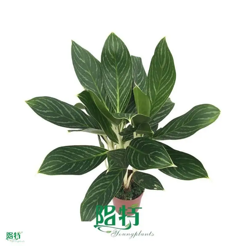 aglaonema varieties at Wholesale Prices | Youngplants 1