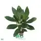 aglaonema varieties at Wholesale Prices | Youngplants 1