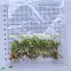  syngonium podophyllum variegated  | Youngplants1 1