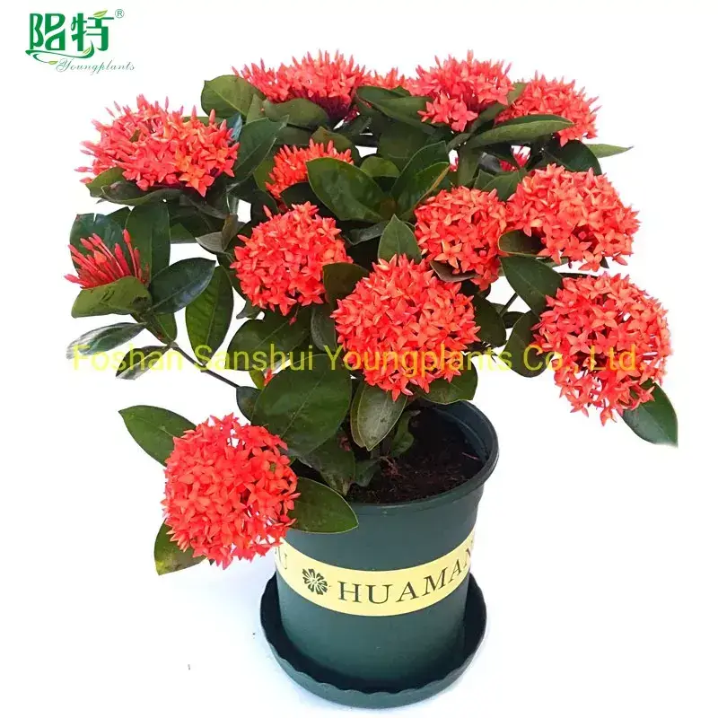 types of croton plants at Wholesale Prices | Youngplants 1