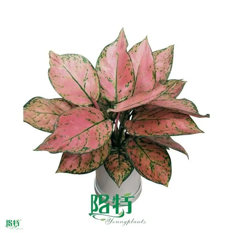 scindapsus at Wholesale Prices | Youngplants 1