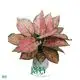 scindapsus at Wholesale Prices | Youngplants 1