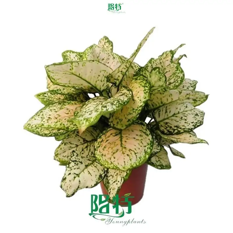 Ficus at Wholesale Prices | Youngplants 1