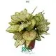 Ficus at Wholesale Prices | Youngplants 1