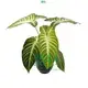 Custom xanthosoma  Manufacturer | Youngplants 1