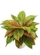 Custom aglaonema plant  Manufacturer | Youngplants 1