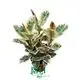  bonsai ficus  | Youngplants 1