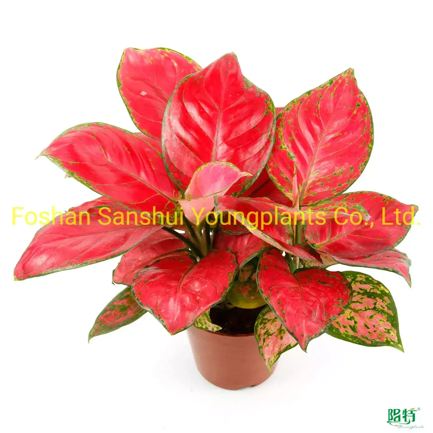 Youngplants |  aglaonema  1