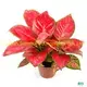 Youngplants |  aglaonema  1