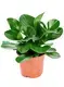  peperomia polybotrya flower  | Youngplants 1