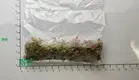 Youngplants |  fittonia argyroneura care  1