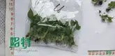satin pothos care at Wholesale Prices | Youngplants 1