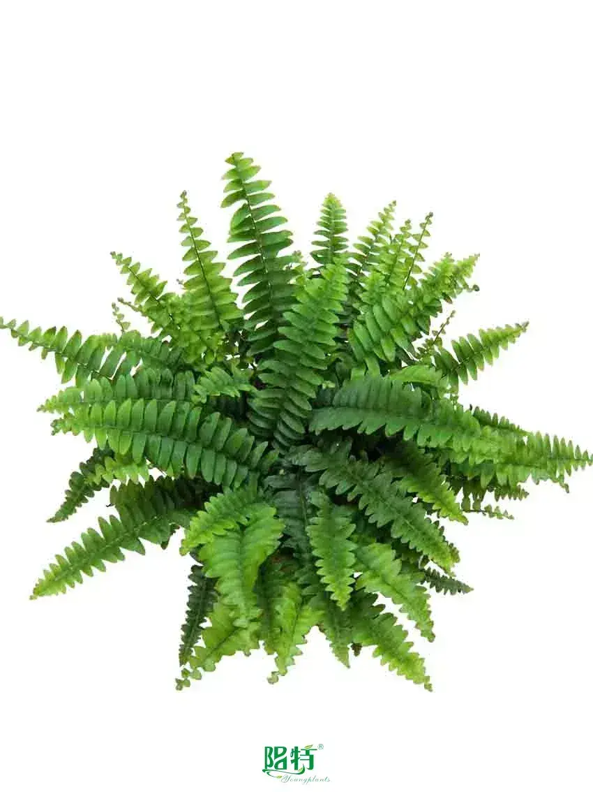 Custom dryopteris erythrosora  Manufacturer | Youngplants 1