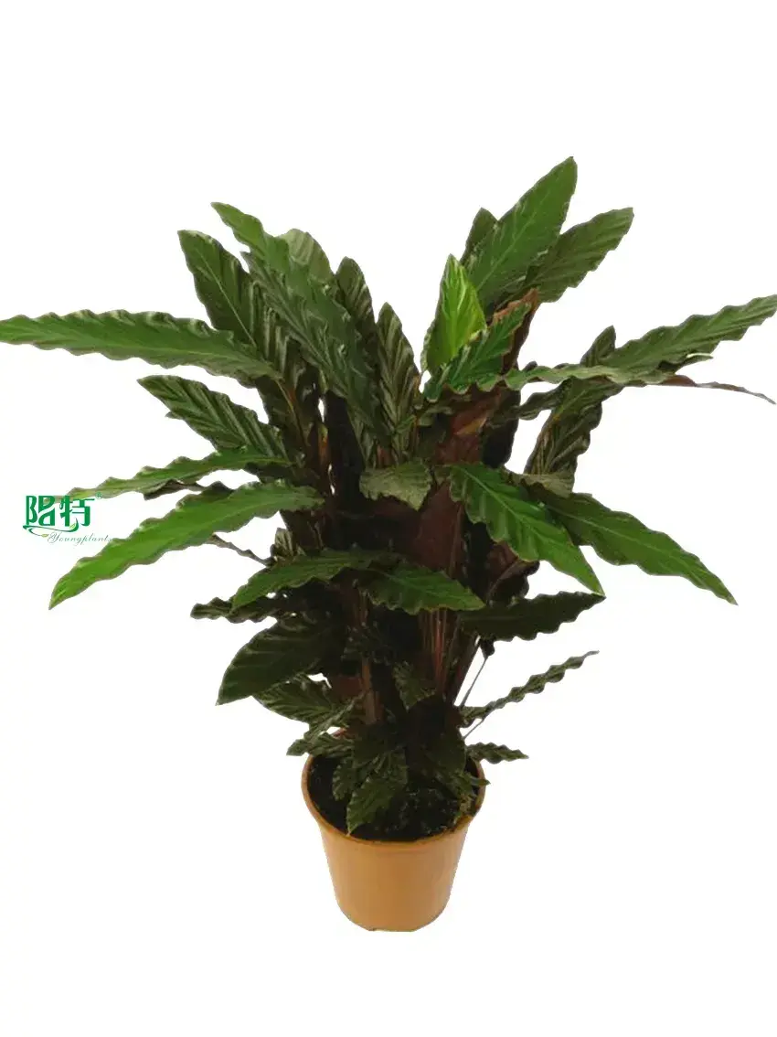 Custom prayer plant brown edges on leaves  Manufacturer | Youngplants 1