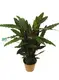 Custom prayer plant brown edges on leaves  Manufacturer | Youngplants 1