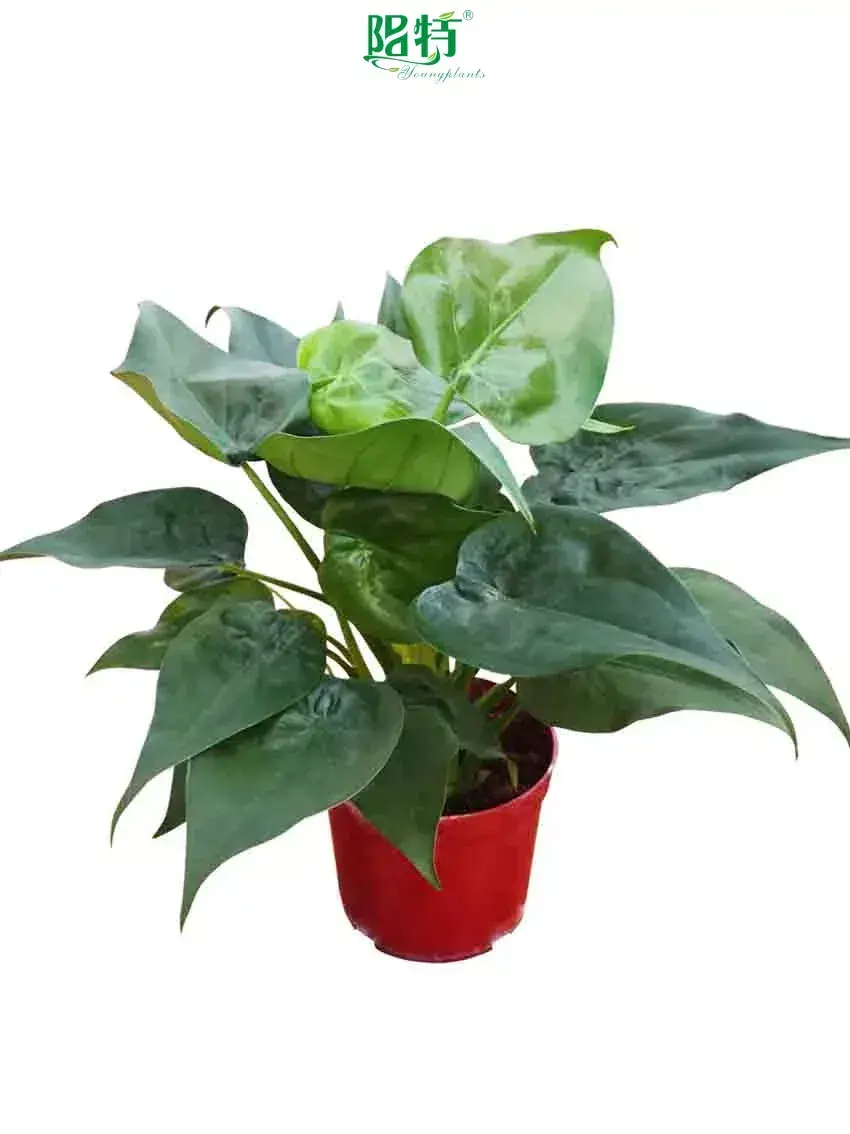  schefflera luseana  | Youngplants 1