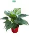  schefflera luseana  | Youngplants 1
