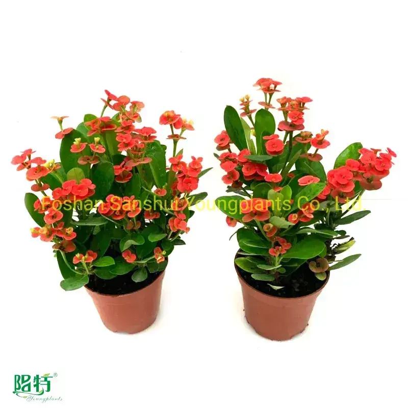 Custom winter tolerant plants  Manufacturer | Youngplants 1