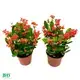 Custom winter tolerant plants  Manufacturer | Youngplants 1
