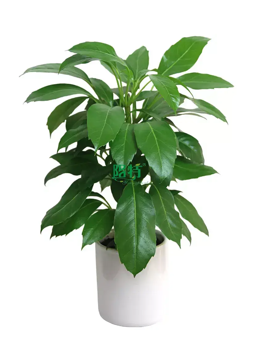 Youngplants |  planta schefflera  1