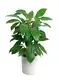Youngplants |  planta schefflera  1