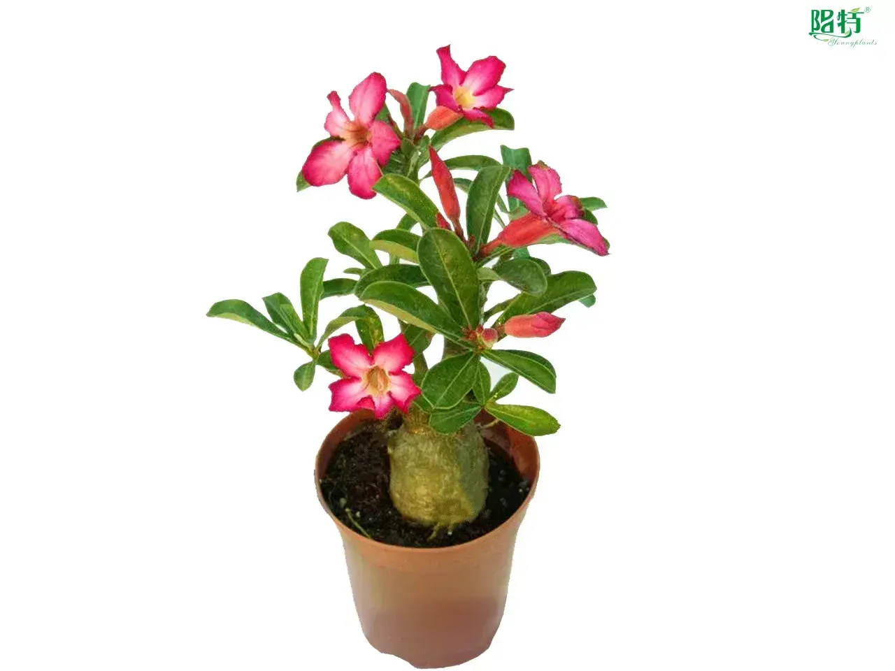 croton plant flower at Wholesale Prices | Youngplants 1