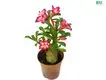 croton plant flower at Wholesale Prices | Youngplants 1