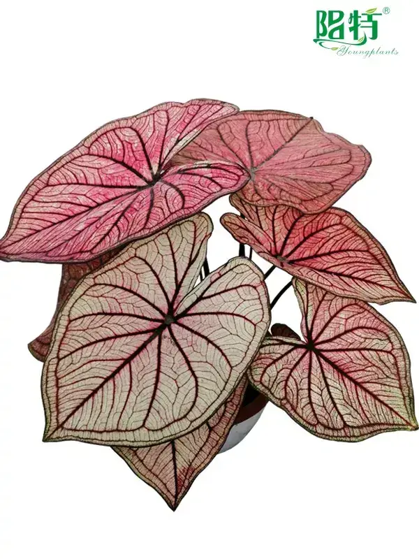 Youngplants |  caladium plant  1