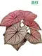 Youngplants |  caladium plant  1