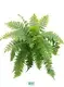Youngplants |  lady fern 1 1