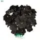 Youngplants |  Ficus  1