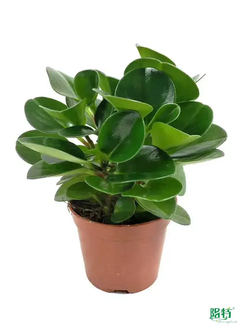 Custom peperomia rain drop  Manufacturer | Youngplants 1