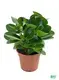 Custom peperomia rain drop  Manufacturer | Youngplants 1