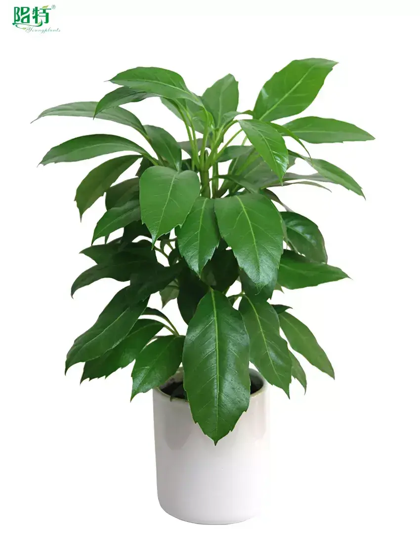 Youngplants |  schefflera arboricola  1