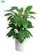 Youngplants |  schefflera arboricola  1