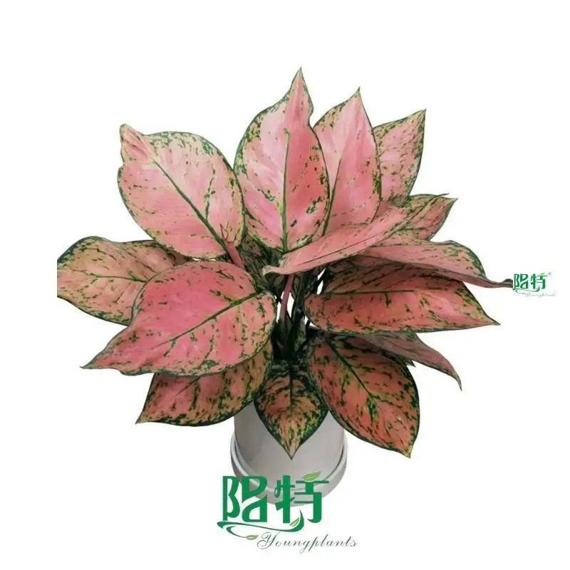 Youngplants |  aglaonema pink 1 1