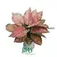 Youngplants |  aglaonema pink 1 1
