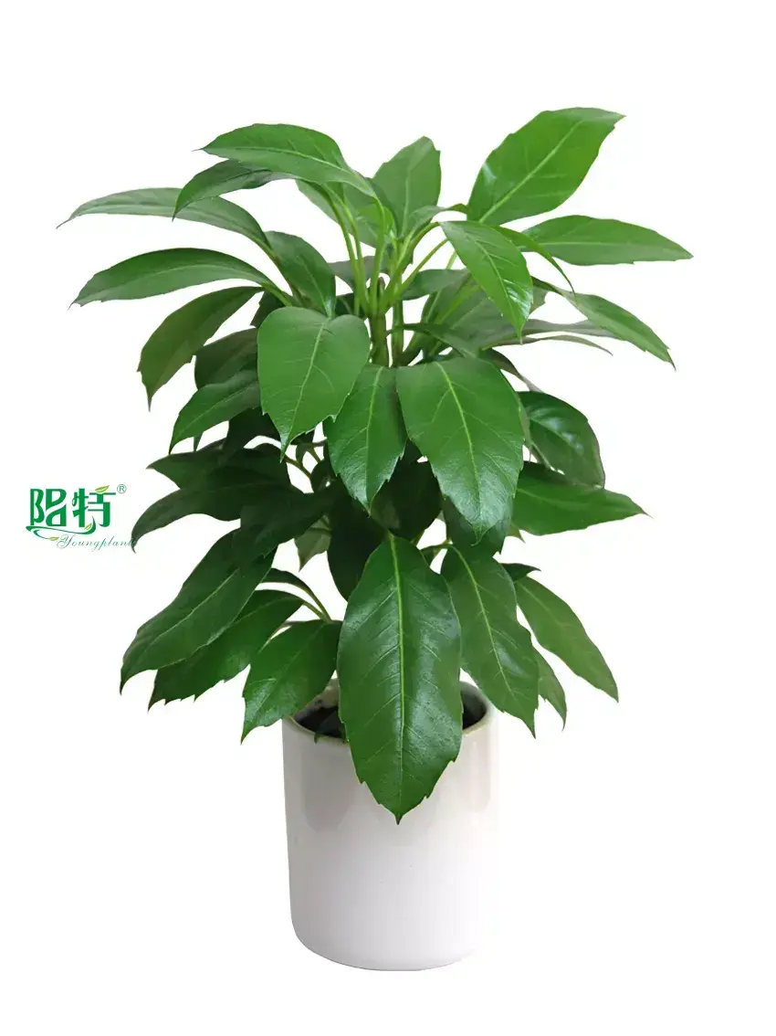  schefflera luseana  | Youngplants1 1