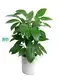  schefflera luseana  | Youngplants1 1
