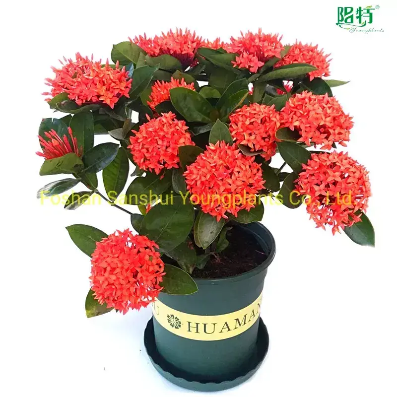 Custom woody ornamental plants  Manufacturer | Youngplants 1