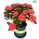 Custom woody ornamental plants  Manufacturer | Youngplants 1