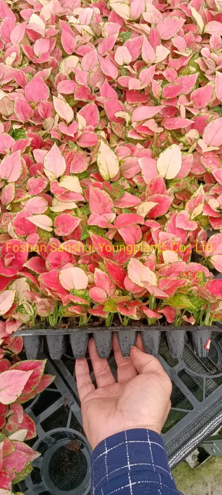 Custom aglaonema pink  Manufacturer | Youngplants 2