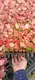 Custom aglaonema pink  Manufacturer | Youngplants 2