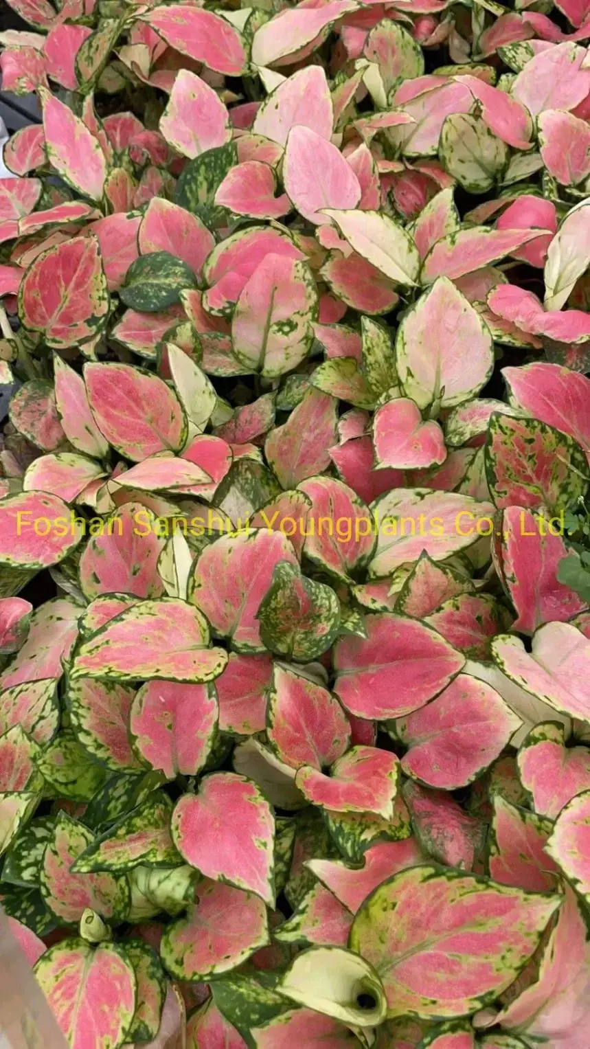 Custom aglaonema pink  Manufacturer | Youngplants 3
